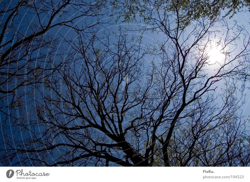 durch die krone Umwelt Natur Pflanze Luft Himmel Wolkenloser Himmel Sonne Sonnenlicht Schönes Wetter Baum Blatt blau Baumkrone grell Blauer Himmel