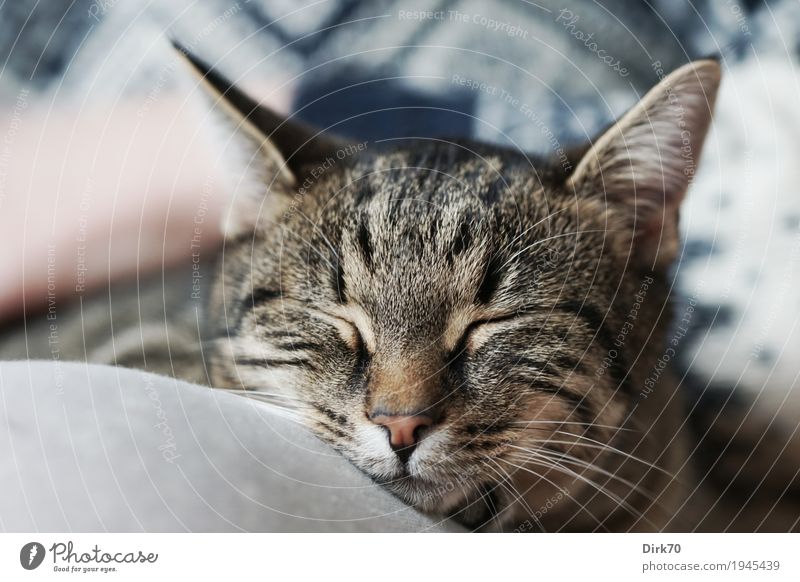 Sweet, soft and lazy Wellness Erholung Meditation Häusliches Leben Wohnung Hand Beine 1 Mensch Sonnenlicht Schönes Wetter Tier Haustier Katze Tiergesicht