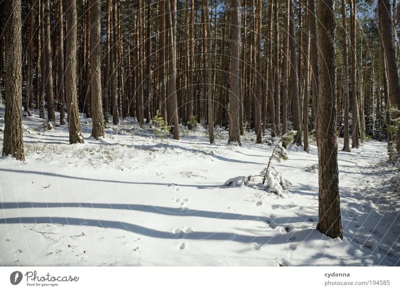 Fussspuren Leben Wohlgefühl Zufriedenheit Erholung ruhig Ausflug Freiheit Winterurlaub wandern Umwelt Natur Landschaft Eis Frost Schnee Baum Wald einzigartig