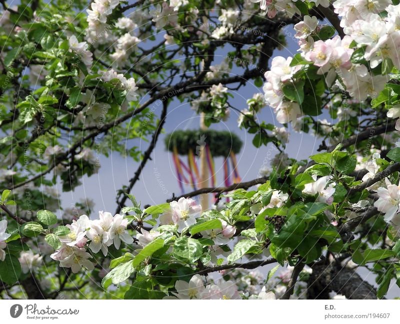 Der Frühling zeigt sein buntes Band... harmonisch Wohlgefühl Zufriedenheit Sinnesorgane Erholung ruhig Duft Natur Pflanze Himmel Wetter Baum Blatt Blüte Garten