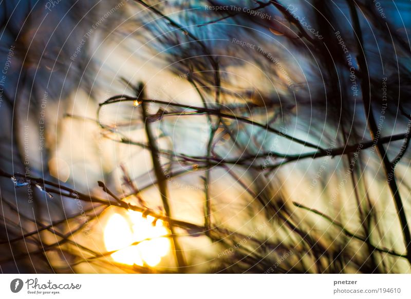 Sonnensehnsucht Umwelt Natur Landschaft Sonnenaufgang Sonnenuntergang Pflanze Sträucher Park außergewöhnlich Duft fantastisch glänzend Glück Unendlichkeit heiß
