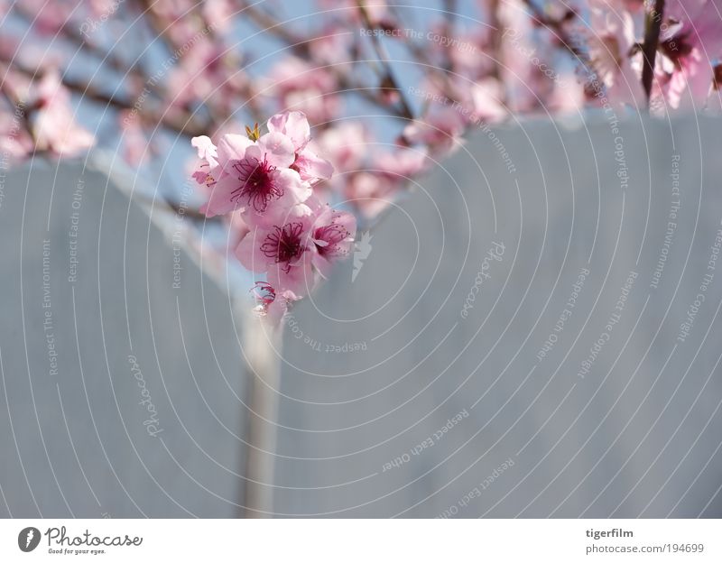 Kirschblütenspitzen Kirsche; Baum; Blüte; rosa; Zaun; weiß; Natur; Ast; Blüte; Frühling; Frühjahr; Frühling schön hübsch Gipfel Nahaufnahme Blume Vorbau