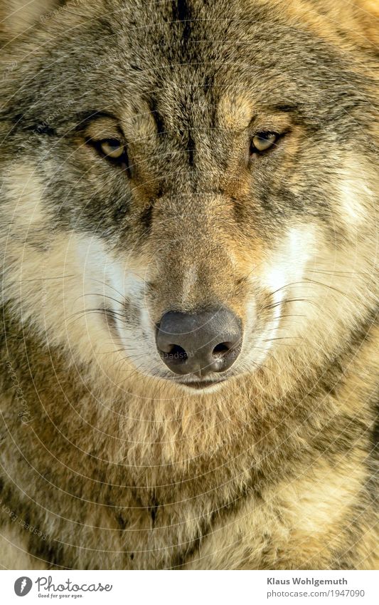 Isegrim Umwelt Natur Tier Winter Zoo Wolf 1 beobachten Blick warten bedrohlich Neugier braun grau weiß Fell Farbfoto Außenaufnahme Nahaufnahme Menschenleer Tag