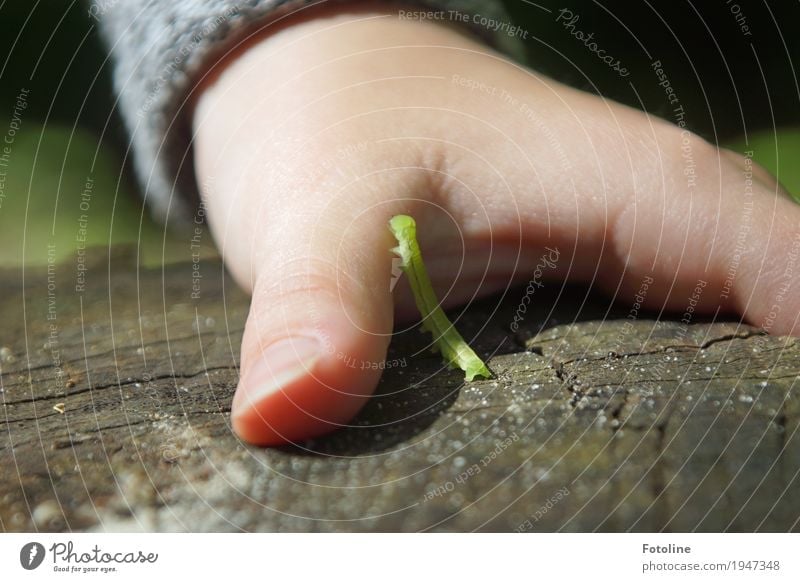 Kontakt feminin Kind Mädchen Kindheit Haut Hand Finger 1 Mensch Umwelt Natur Tier Sommer Schönes Wetter Garten Wurm klein natürlich grün Raupe krabbeln Holz