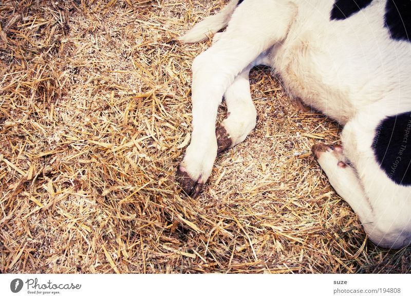 1x Kalbshaxe Tier Nutztier Kuh Tierjunges schlafen Tierliebe scheckig gefleckt Stroh Stall tierisch Beine Farbfoto Gedeckte Farben Detailaufnahme Menschenleer