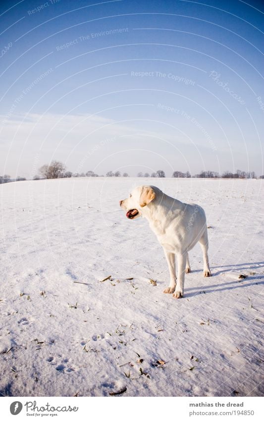 EIN LETZTER BLICK Umwelt Natur Landschaft Himmel Wolken Horizont Sonnenlicht Winter Schönes Wetter Eis Frost Schnee Pflanze Baum Wiese Feld Tier Haustier Hund 1