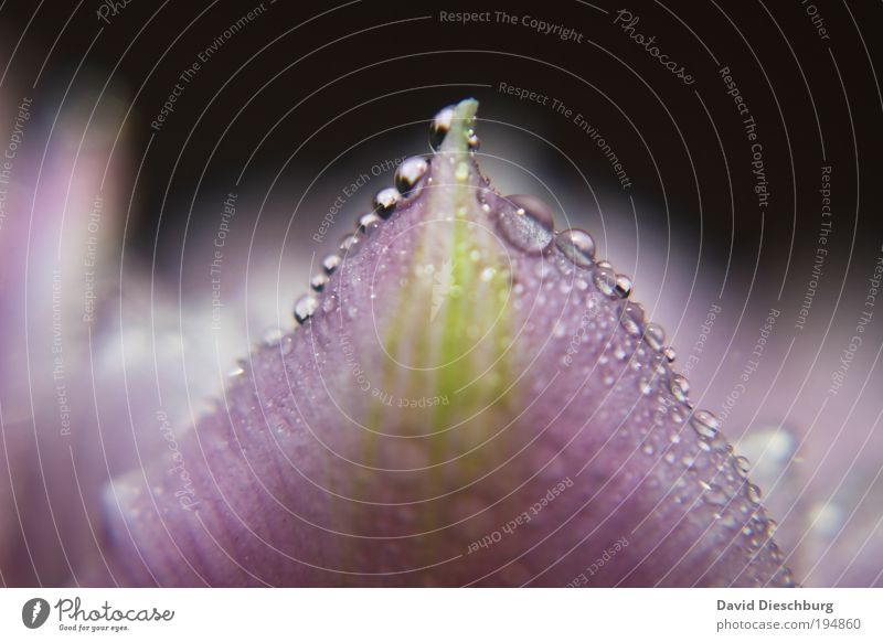 Lila pearlo'clock Leben harmonisch Natur Pflanze Wassertropfen Frühling Sommer Wetter Regen Blume Blüte violett silber Tau nass feucht Farbfoto Außenaufnahme