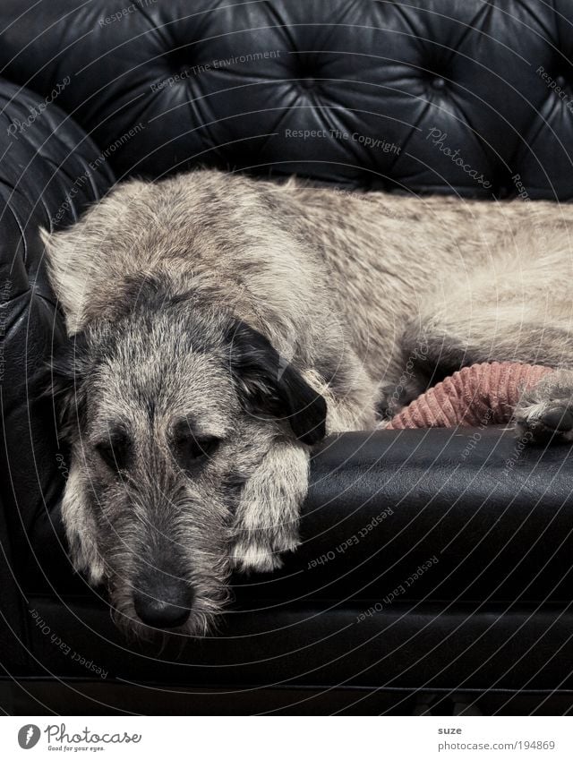 Ruhestand Sofa Fell Tier Haustier Hund 1 schlafen träumen Traurigkeit schwarz Tierliebe Treue ruhen Kuscheln Schnauze Tierzucht Säugetier Rassehund Haushund