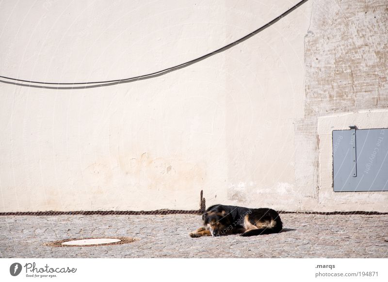 Ein Hundeleben Freizeit & Hobby Sommer Sonne Sonnenbad Mauer Wand Fassade 1 Tier genießen liegen schlafen positiv Geborgenheit Zufriedenheit Einsamkeit Erholung