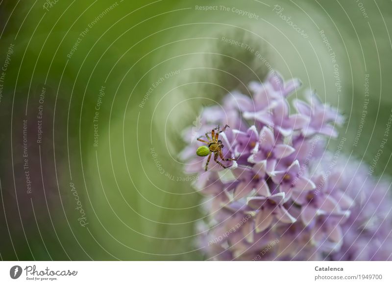 Eine Kürbisspinne auf Fliederblüte Natur Pflanze Tier Sommer Blüte Fliederbusch Sträucher Garten Park Spinne 1 Blühend Duft verblüht ästhetisch grün violett
