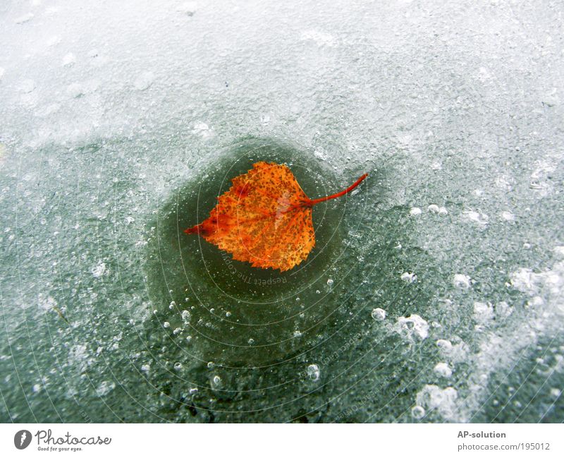 Herbst > Winter > Frühling! Natur Pflanze Wasser Eis Frost Blatt See ästhetisch außergewöhnlich authentisch frei kalt natürlich gelb grün weiß Kraft geduldig