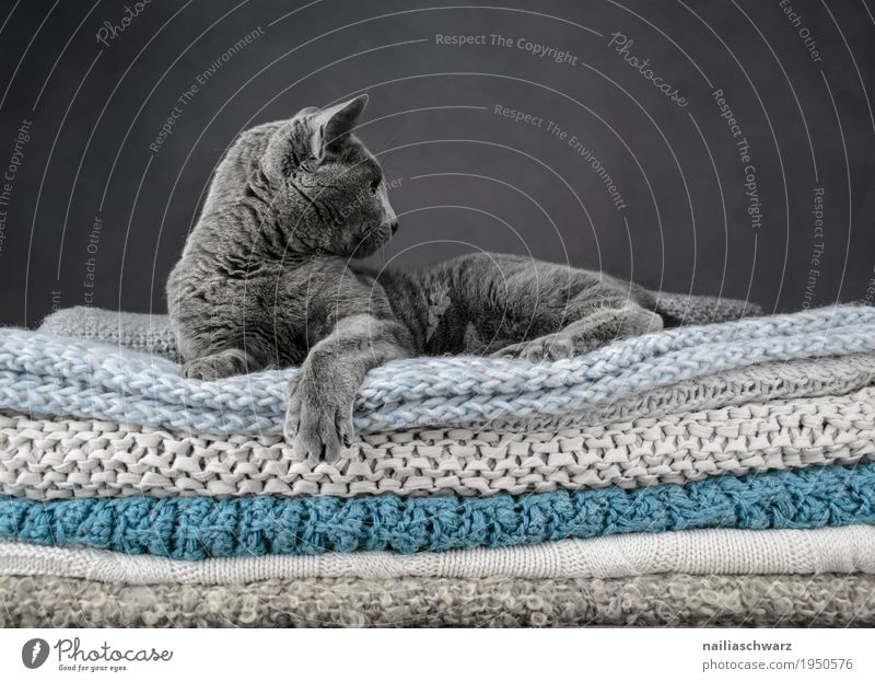 Russisch Blau Katze elegant Erholung Tier Haustier russisch blau 1 Decke Strickdecke Bett beobachten liegen Blick träumen Coolness frech schön selbstbewußt