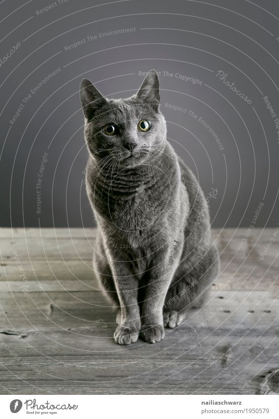 Russisch Blau Katze elegant Erholung Tier Haustier russisch blau 1 Tisch Holztisch beobachten entdecken Blick sitzen Freundlichkeit Neugier niedlich schön grau