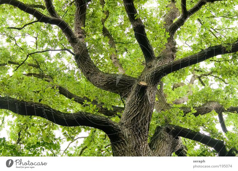 Alte Eiche Baum leaf leaves trunk crown of tree forest crust wood Ast Geäst Umweltschutz green lung bark age old giant Atmosphäre Labyrinth strength foliage
