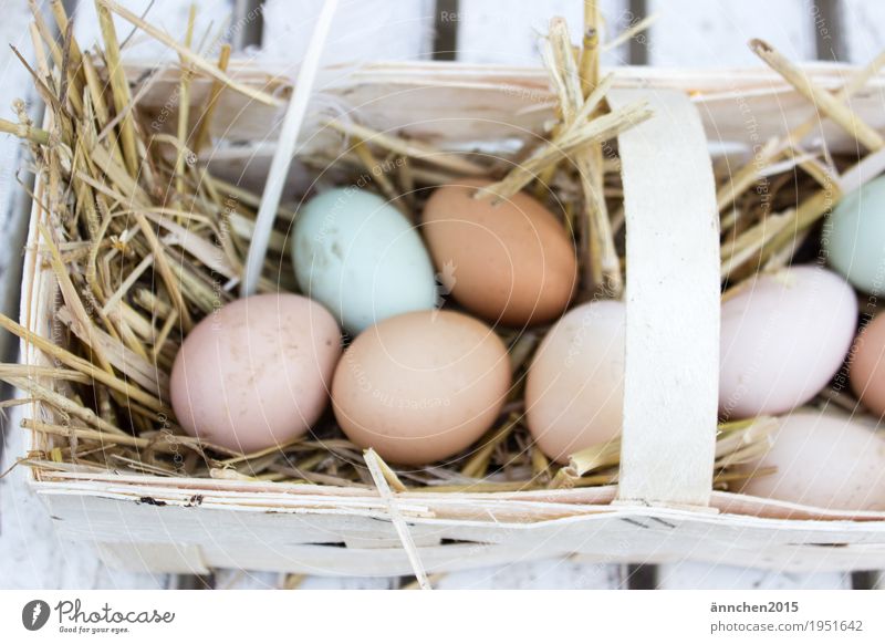 gefundene Eier Ostern Haushuhn Korb finden Suche Gesunde Ernährung Speise Essen Bioprodukte freilaufend Landleben Stroh