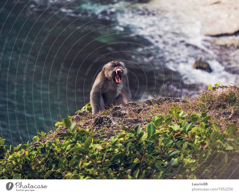 Angry Monkey Ausflug Abenteuer Ferne Freiheit Expedition Sommer Meer Insel Wellen wandern Natur Landschaft Wasser Schönes Wetter Hügel Felsen Küste Bucht Bali