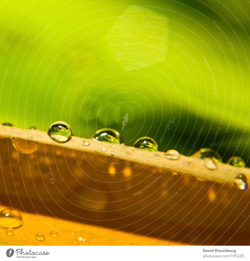 Morgentau im Frühling elegant Leben Natur Pflanze Wassertropfen Sommer Regen Blatt gelb grün Tau glänzend frisch nass feucht Tropfen rund Farbfoto Nahaufnahme