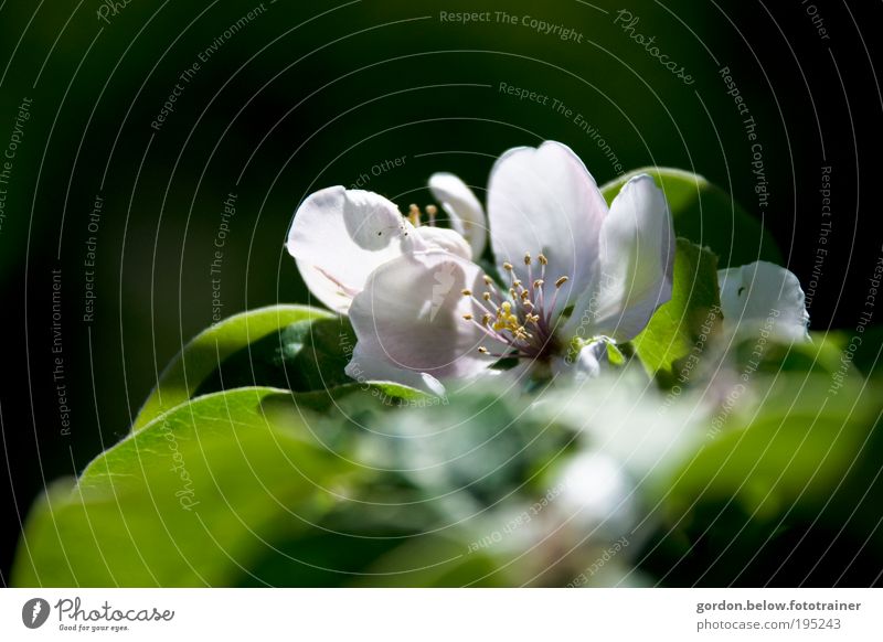 Apple Blossom Natur Pflanze Wolkenloser Himmel Sonne Sonnenlicht Frühling Schönes Wetter Blume Park Duft Farbfoto Gedeckte Farben Außenaufnahme Nahaufnahme