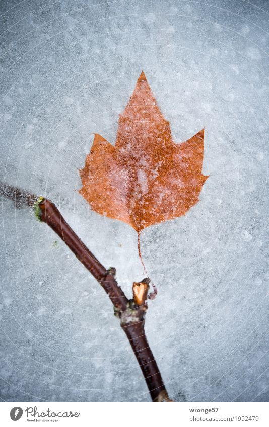 Eiszeit | Zeitkapsel II Natur Winter Blatt Teich See kalt braun grau weiß Frost Zweige u. Äste Hochformat Zentralperspektive Farbfoto Gedeckte Farben