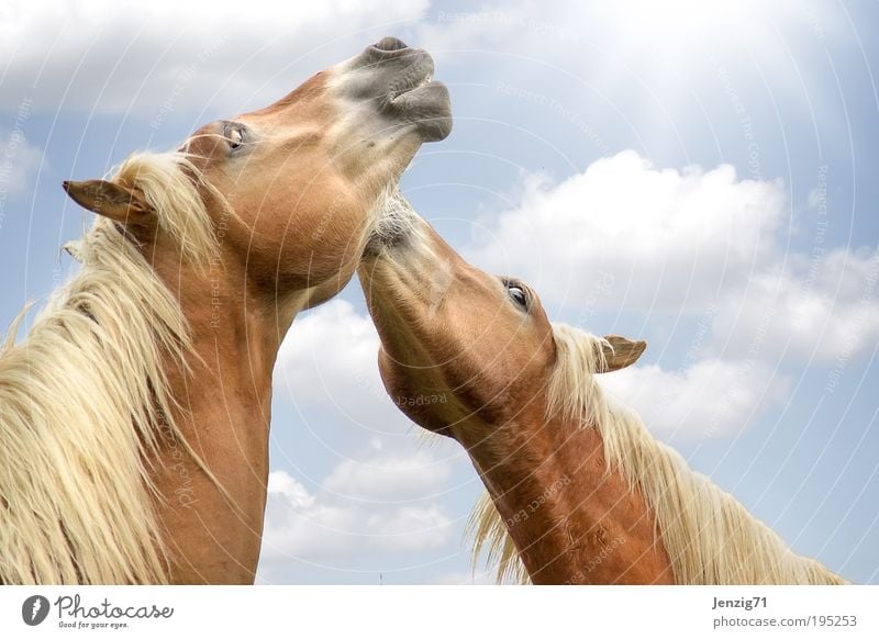 2 Pferdchen in der Frühlingssonne. Tier Haustier Nutztier Fell Herde Tierpaar frei Fröhlichkeit Glück Unendlichkeit niedlich blau braun Freude Zufriedenheit