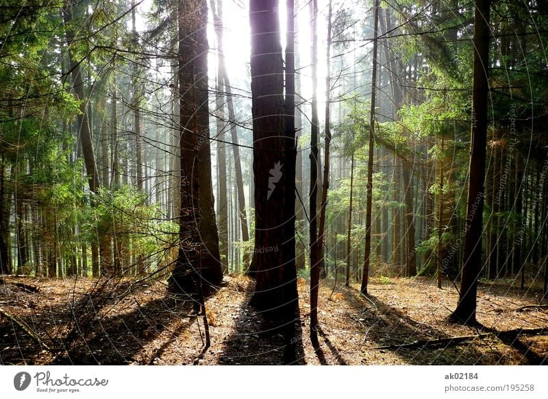 Spaziergang im Wald Umwelt Natur Landschaft Pflanze Urelemente Erde Sonnenaufgang Sonnenuntergang Sonnenlicht Frühling Sommer Schönes Wetter Baum Grünpflanze