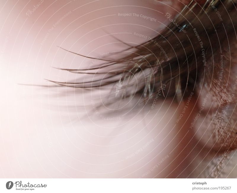 Machs Äuglein zu schön Haare & Frisuren Sinnesorgane Erholung Auge rosa rot Wimpern Retroring Detailaufnahme Makroaufnahme Schwache Tiefenschärfe