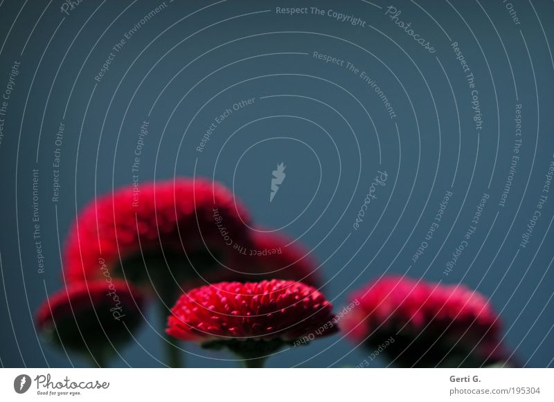 brotlau Frühling Frühblüher Blume Blüte Gänseblümchen blau Textfreiraum Schwache Tiefenschärfe weich zart ruhig friedlich zweifarbig Stimmung Gefühle