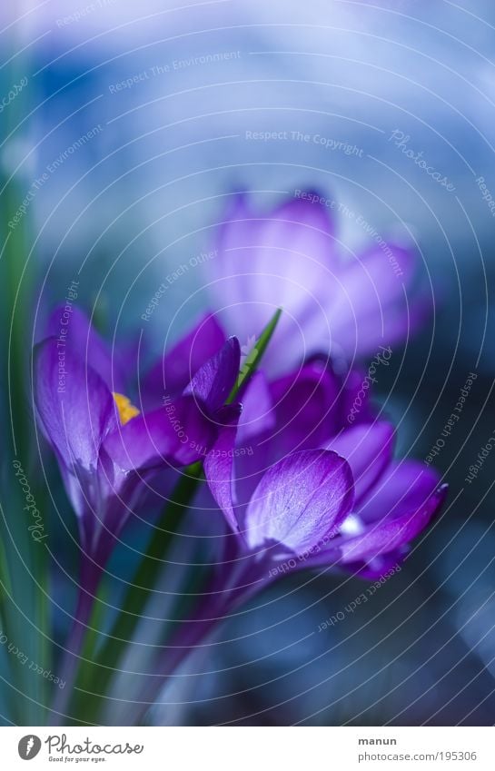 violet spring elegant Sinnesorgane Duft Taufe Gartenarbeit Gärtner Natur Blume Blüte Krokusse Frühling Frühlingsblume Frühblüher Frühlingsgefühle Frühlingsfarbe