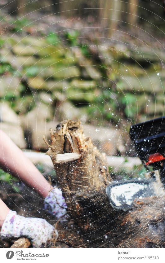 Maschinen- vs. Handarbeit Arme Natur Pflanze Baum Grünpflanze Baumstumpf Garten Wald Handschuhe Gartenhandschuhe Holz Späne Sägespäne Sägemehl Motorsägenblatt