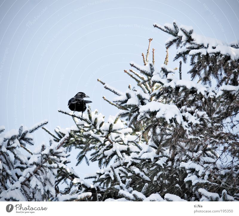 tschüß Winterzeit...hallo Sommerzeit Umwelt Natur Landschaft Pflanze Tier Schönes Wetter Schnee Baum Wildtier Vogel Krähe 1 frieren Farbfoto Gedeckte Farben
