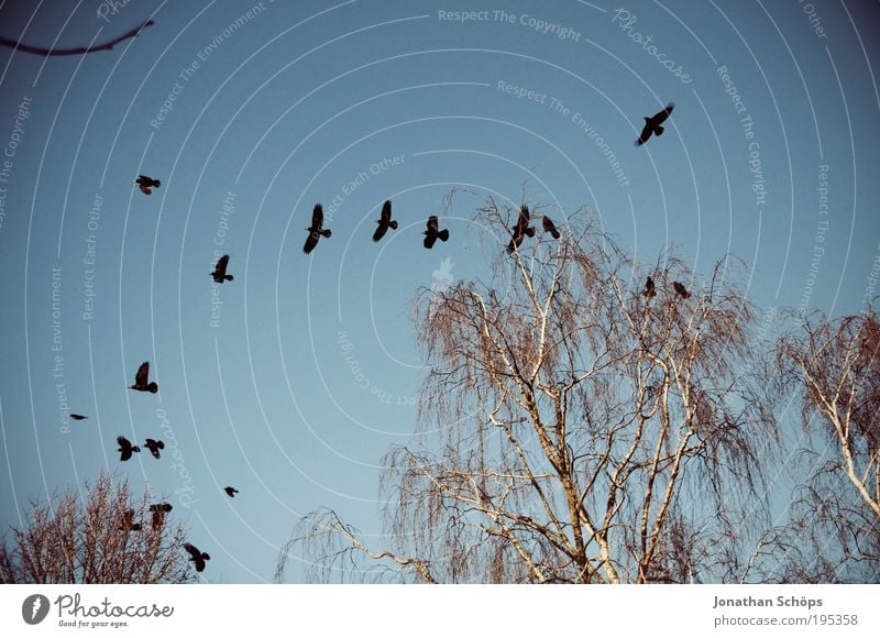 Luftwaffe Umwelt Natur Himmel Wolkenloser Himmel Schönes Wetter Baum Tier Vogel Tiergruppe Schwarm fliegen blau braun schwarz Überraschung Rabenvögel Flügel