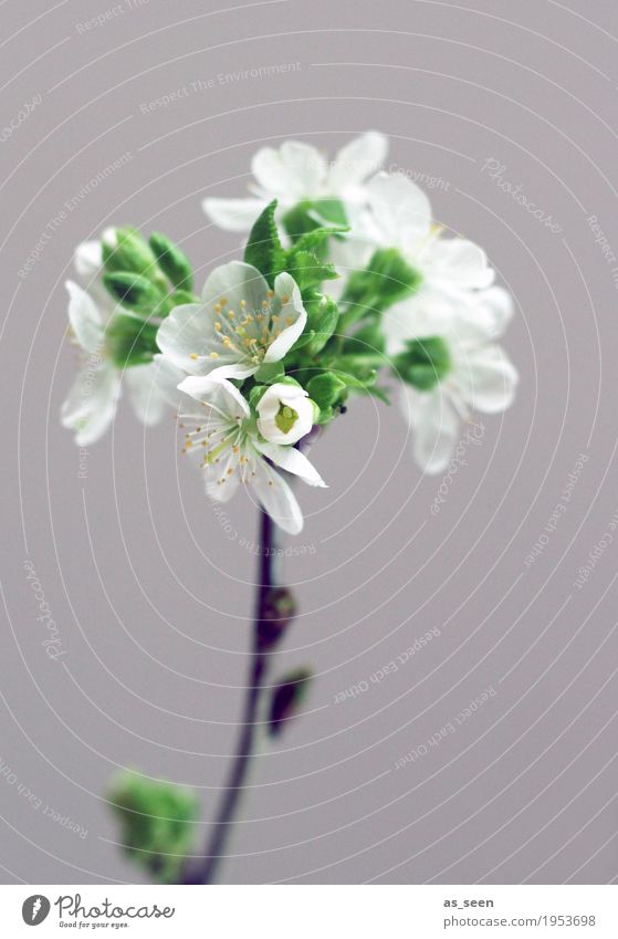 Baumblüte Design Leben harmonisch Häusliches Leben Dekoration & Verzierung Ostern Natur Frühling Pflanze Ast Zweig Kirschblüten Blüte Blatt Staubfäden Garten