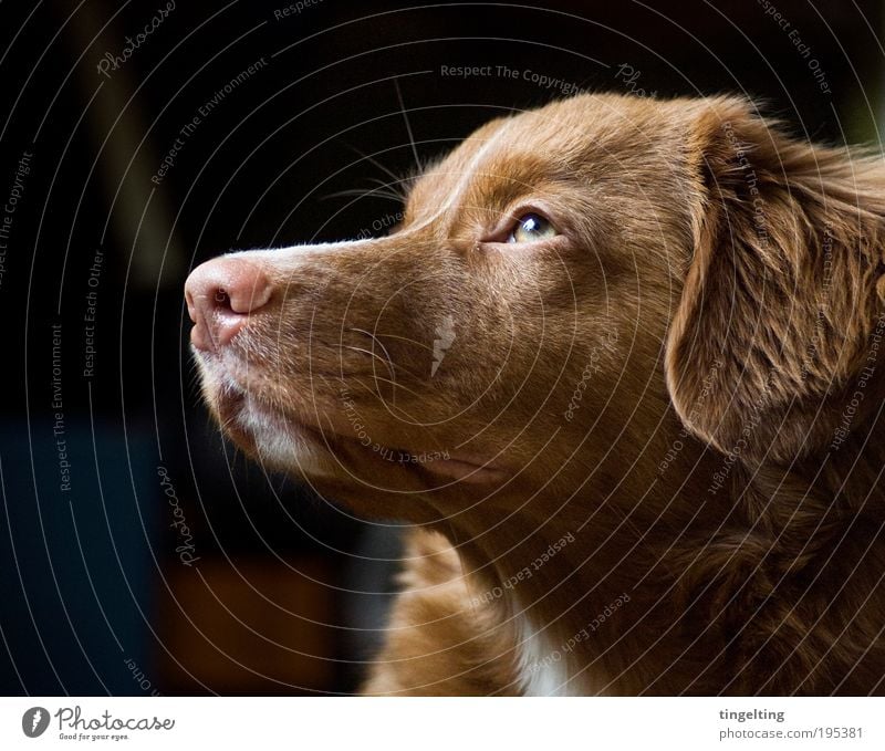 sunshine von tingelting. Ein lizenzfreies Stock Foto zum Thema Hund