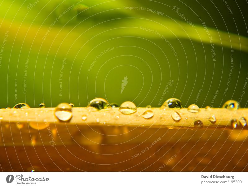 Feuchter Frühling Leben harmonisch Natur Pflanze Wassertropfen Sommer Regen Blatt Urwald gelb grün silber Tau Linie Tropfen nass feucht Farbfoto mehrfarbig