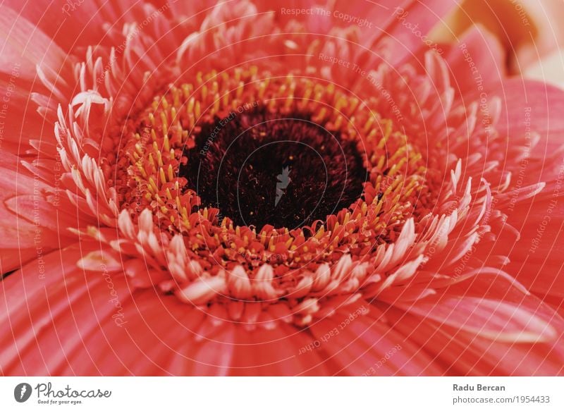 Rosa Gerbera-Blumen-Blumenblatt-Zusammenfassungs-Makro Garten Umwelt Natur Pflanze Frühling Sommer Blüte Blühend elegant frisch hell schön natürlich rund