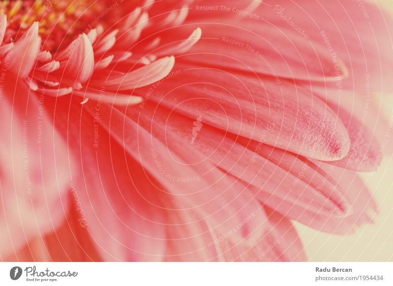 Rosa Gerbera-Blumen-Blumenblatt-Zusammenfassungs-Makro Umwelt Natur Pflanze Frühling Sommer Blüte Garten Blühend Liebe einfach frisch hell schön natürlich retro