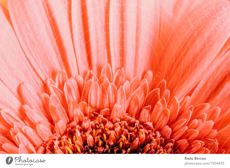 Rosa Gerbera-Blumen-Blumenblatt-Zusammenfassungs-Makro Dekoration & Verzierung Umwelt Natur Pflanze Frühling Sommer Blüte Blühend Liebe einfach frisch schön