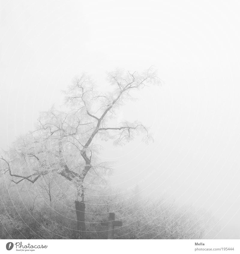 Morgenstille Umwelt Natur Landschaft Winter Klima Klimawandel Wetter Nebel Eis Frost Pflanze Baum Sträucher Zeichen Kreuz gruselig hell kalt trist grau weiß
