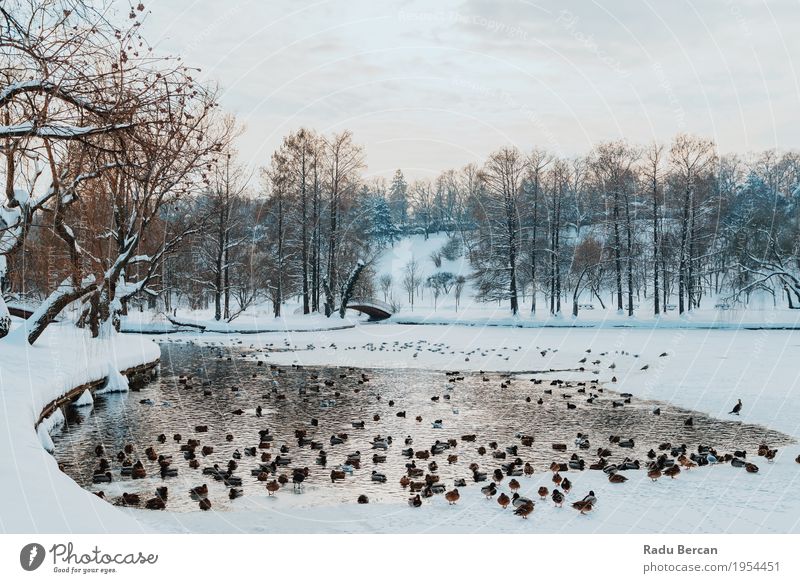 Enten und Seagull Birds auf gefrorenem See im Winter Schnee Umwelt Natur Landschaft Tier Wasser Himmel Wolken Wetter Schneefall Park Wildtier Vogel Tiergruppe