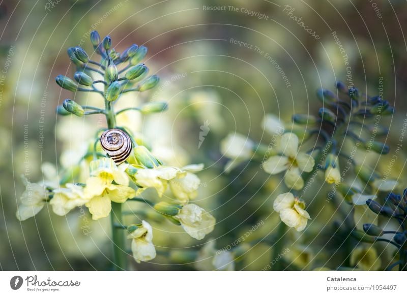 Im Broccoli hängt eine Schnecke Natur Pflanze Tier Sommer Schönes Wetter Blüte Nutzpflanze Brokkoli Broccoliblüte Garten Gemüsegarten 1 Schneckenhaus beobachten