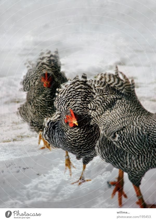Es gibt viel Huhn, backen wir es an! Hühner Haushuhn 3 Schnee Winter Federvieh Wyandotte Gänsemarsch Tier Hühnerhaltung Freilandhaltung