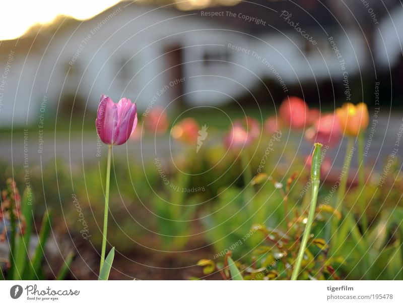 Tulpen bei Sonnenuntergang Licht Lampe purpur violett Pflanze Blume Frühling Haus weiß Straße süß Unschärfe abstrakt Tiefenschärfe seicht Stengel orange gelb