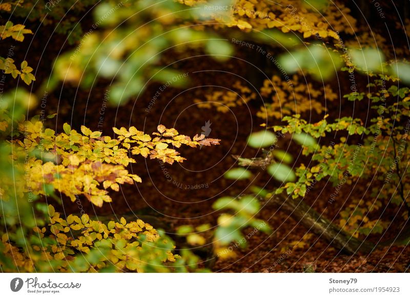 Herbstlaub Natur Landschaft Pflanze Baum Blatt Wald Laubwald nah wild braun gelb gold grün mehrfarbig Außenaufnahme Menschenleer Tag Licht Schatten Unschärfe