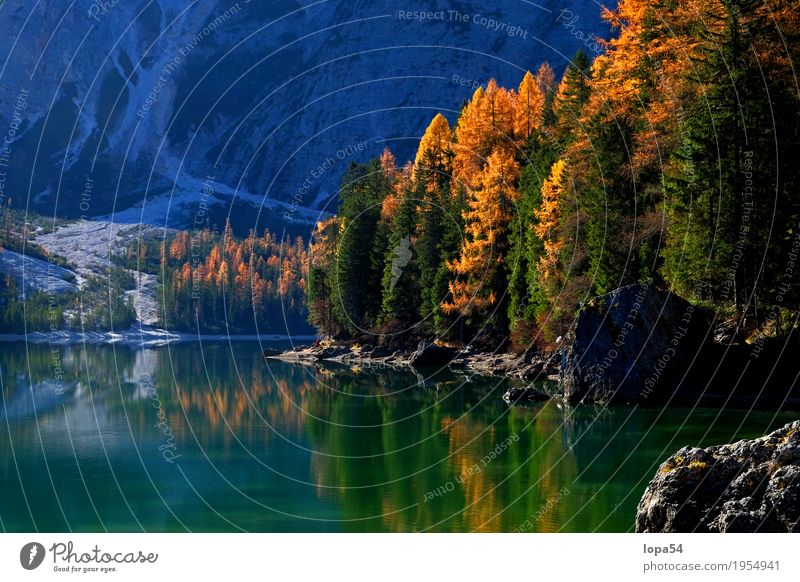 Herbststimmung am Pragser Wildsee, Dolomiten, Südtirol Umwelt Natur Landschaft Pflanze Wasser Sonnenlicht Schönes Wetter Baum Grünpflanze Lärche Felsen Alpen