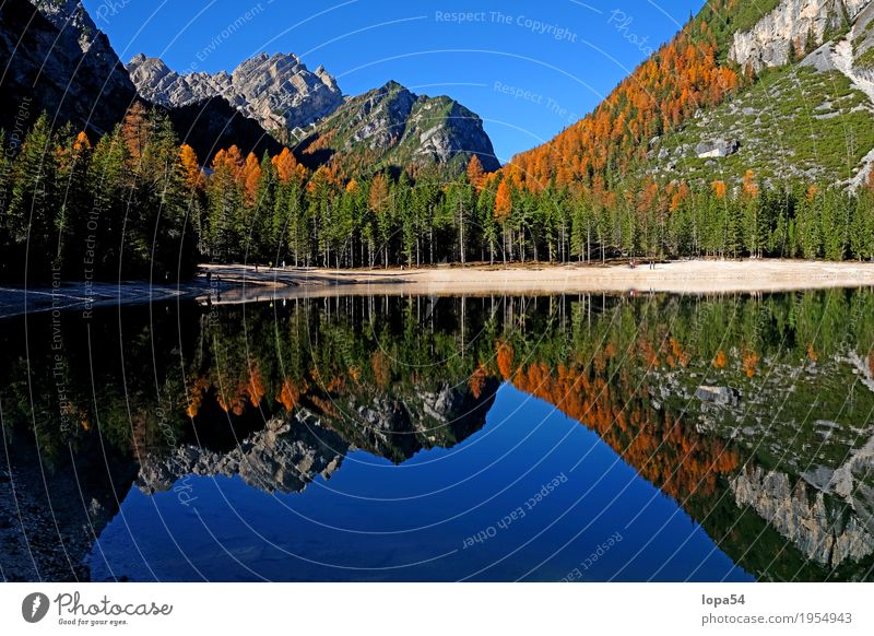 Herbststimmung am Pragser Wildsee, Dolomiten, Südtirol Umwelt Natur Landschaft Wasser Himmel Wolkenloser Himmel Sonnenlicht Schönes Wetter Baum Lärche Felsen