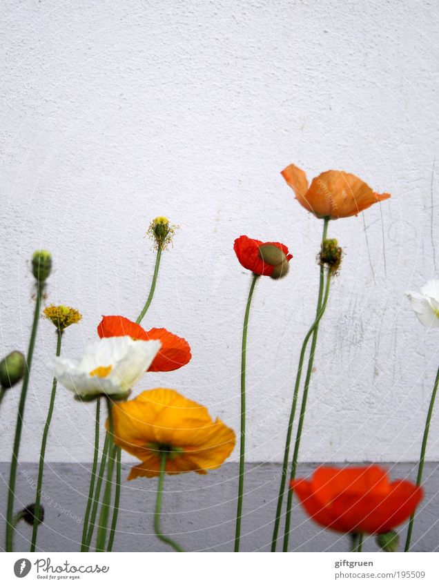 poppies Pflanze Blume Mauer Wand Blühend Wachstum authentisch dreckig Duft einfach Freundlichkeit Fröhlichkeit gelb grau rot weiß schmutzig aufstrebend verblüht
