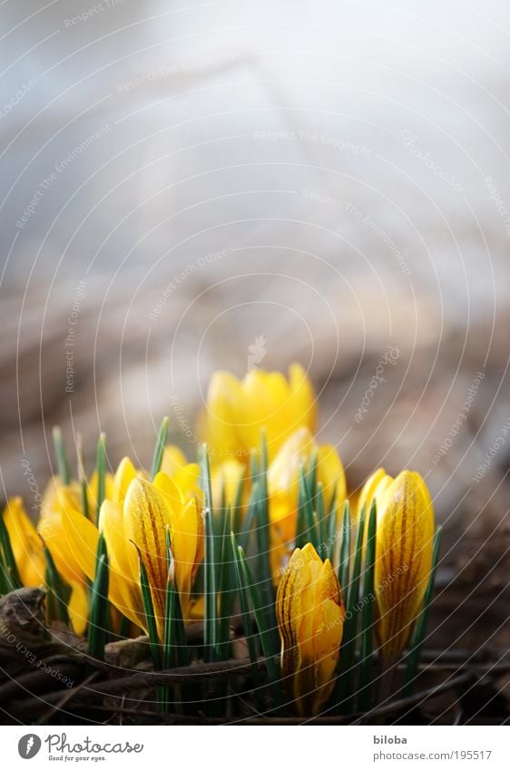 Der Sonne entgegen Umwelt Natur Pflanze Sonnenlicht Frühling Klima Schönes Wetter Blume Blüte hell gelb Krokusse Frühlingsgefühle Frühlingsblume Außenaufnahme