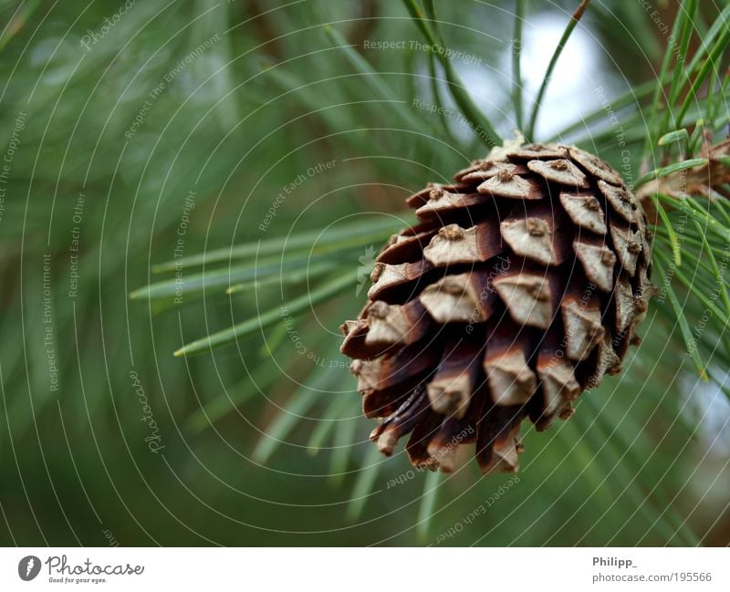 Es grünt so grün... Umwelt Natur Pflanze Frühling Baum Grünpflanze Toleranz vernünftig Tanne Zapfen braun Nadelbaum Spitze Samenpflanze Tannennadel Farbfoto