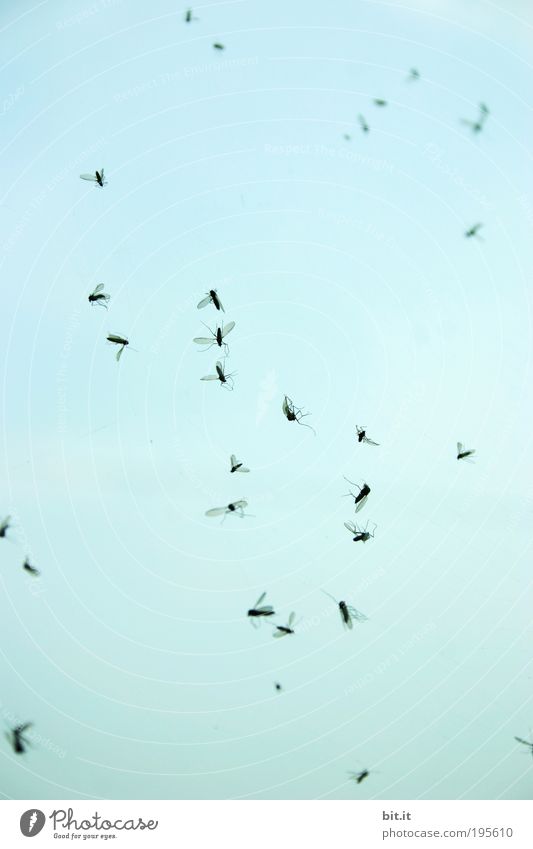 IM HIMMEL Luft Wolkenloser Himmel Tier Fliege Spinnennetz Insekt Tiergruppe hängen blau Schmerz gefährlich Insektenschutz Tod Stechmücke Mückenplage Schnake