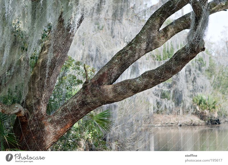 Weihnachtsbaum auf luisianisch Baum Wald Seeufer Flussufer Sumpf bayou New Orleans Luisiana USA außergewöhnlich Lametta HDR Farbfoto Gedeckte Farben